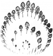 bladmetamorfose.jpg bladmetamorfose.jpg
